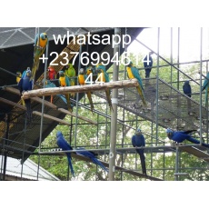 Parrots for sale with fertile eggs.