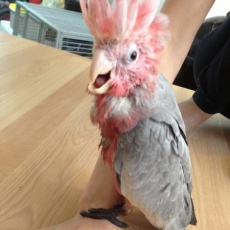 Tame parrots with medical guarantee.