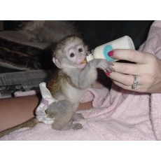 Tamed capuchin monkey availale.