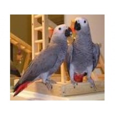 Adorable, tame, 2 yr african grey parrots for sale.